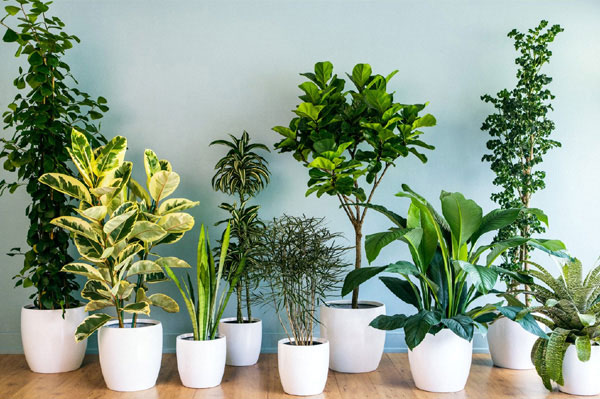 house-plants_indoor__shopping_delivery_lebanon